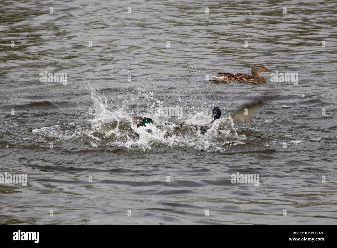 Fighting Ducks Fairburn Ings RSPB Nature Reserve Castleford West Yorkshire UK Stock Photo