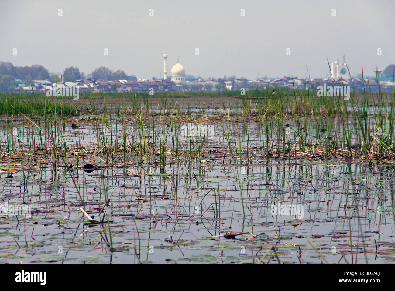 View across the reeds on Dal Lake to the Hazratbal Shrine Stock Photo