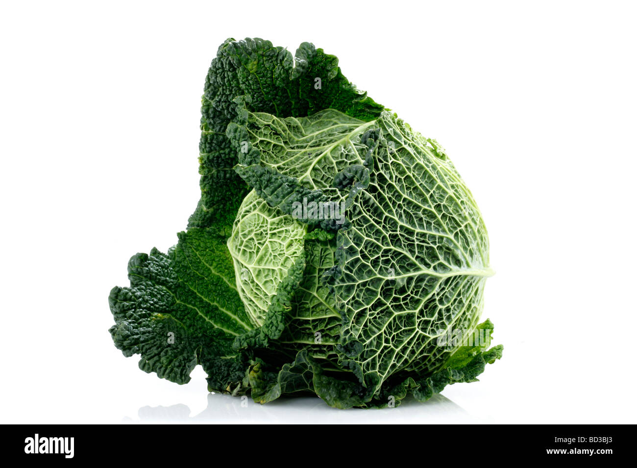 Wirsing Cabbage Stock Photo