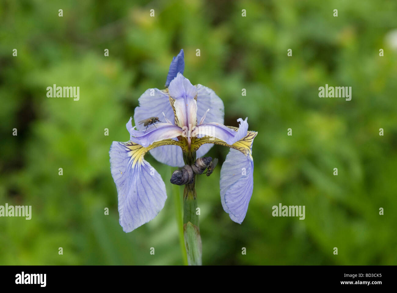 Wild iris, Kamchatka, Russia Stock Photo