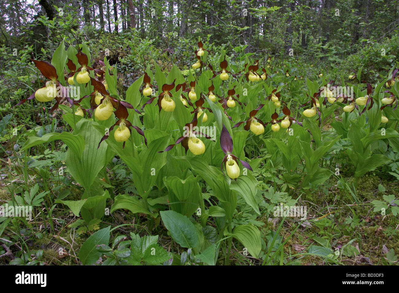 Ladys Slipper Orchid (Cypripedium calceolus), flowering stand in woodland Stock Photo