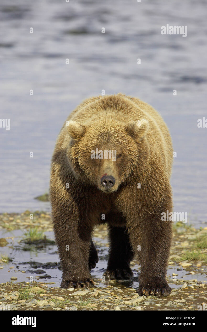Grizzly Bear (Ursus arctos horribilis) in front of tidal creek Stock Photo