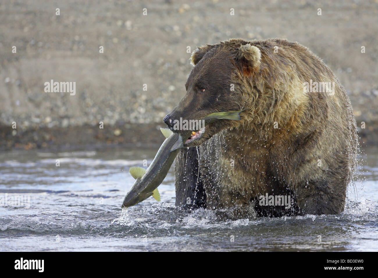 Grizzly Bear (Ursus arctos horribilis), male with freshly caught salmon Stock Photo