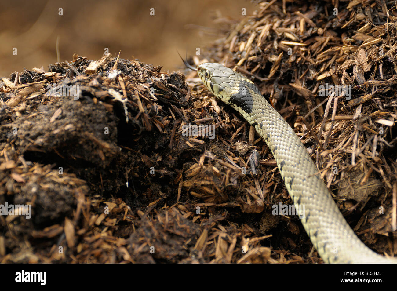 Grass snake in compost heap Stock Photo Alamy