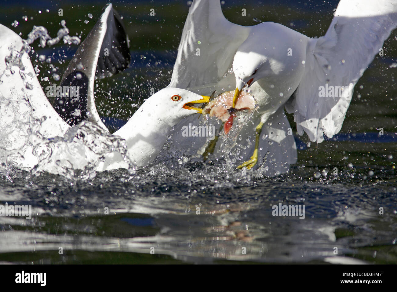 Great Black-backed Gull (Larus marinus) fighting over fish scraps Stock Photo