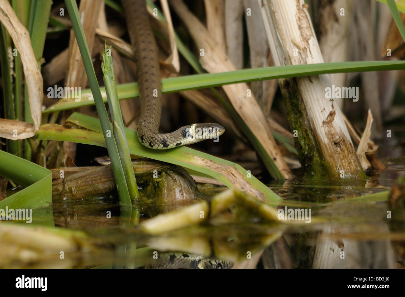 Grass snake in reeds Stock Photo