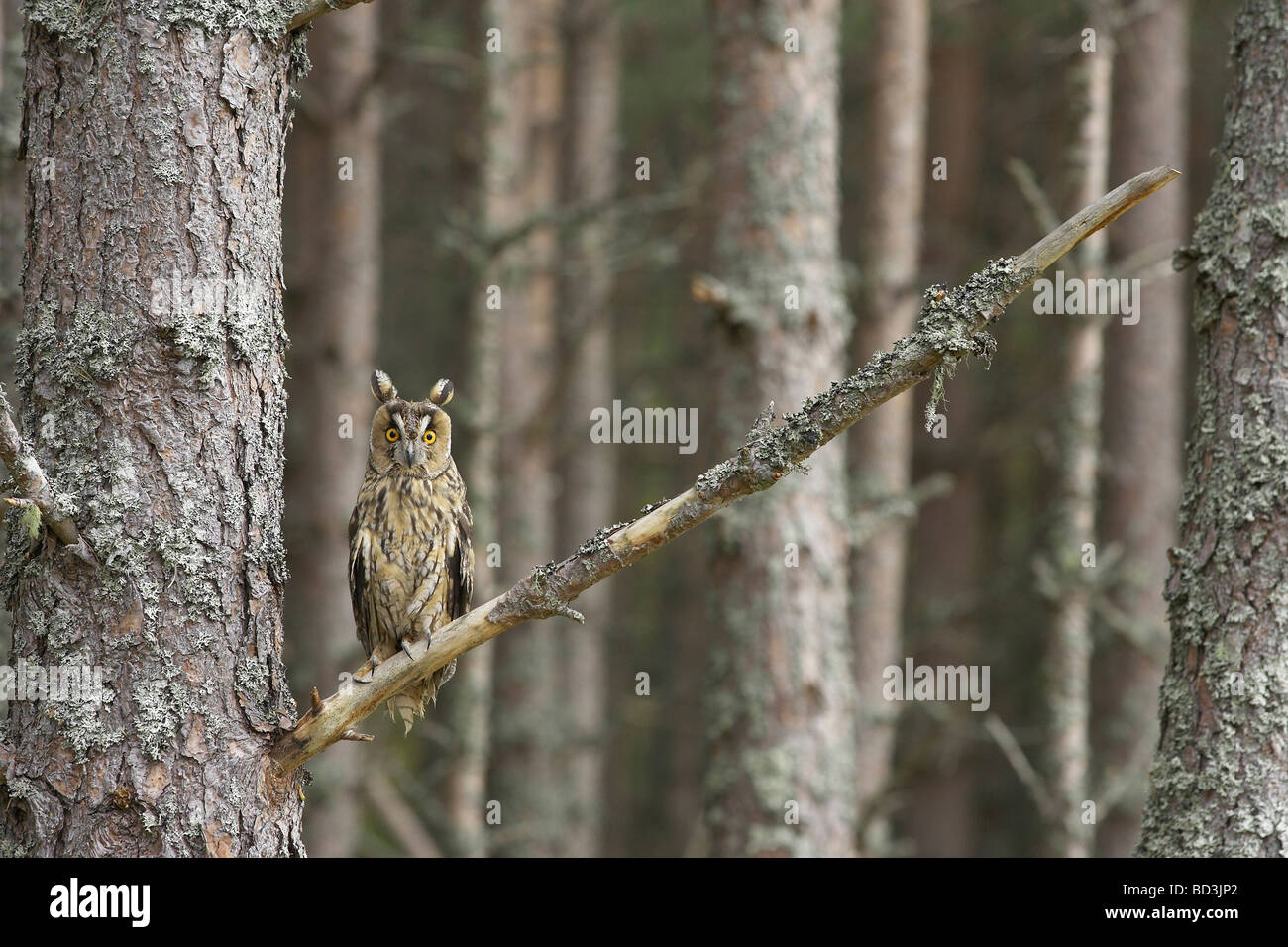 Long Eared Owl (Asio otus) perched in Pine forest Stock Photo