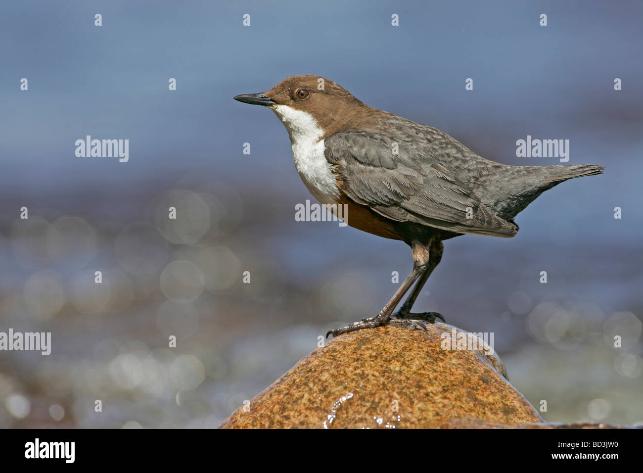 Dipper (Cinclus cinclus) perched on mossy rock Stock Photo