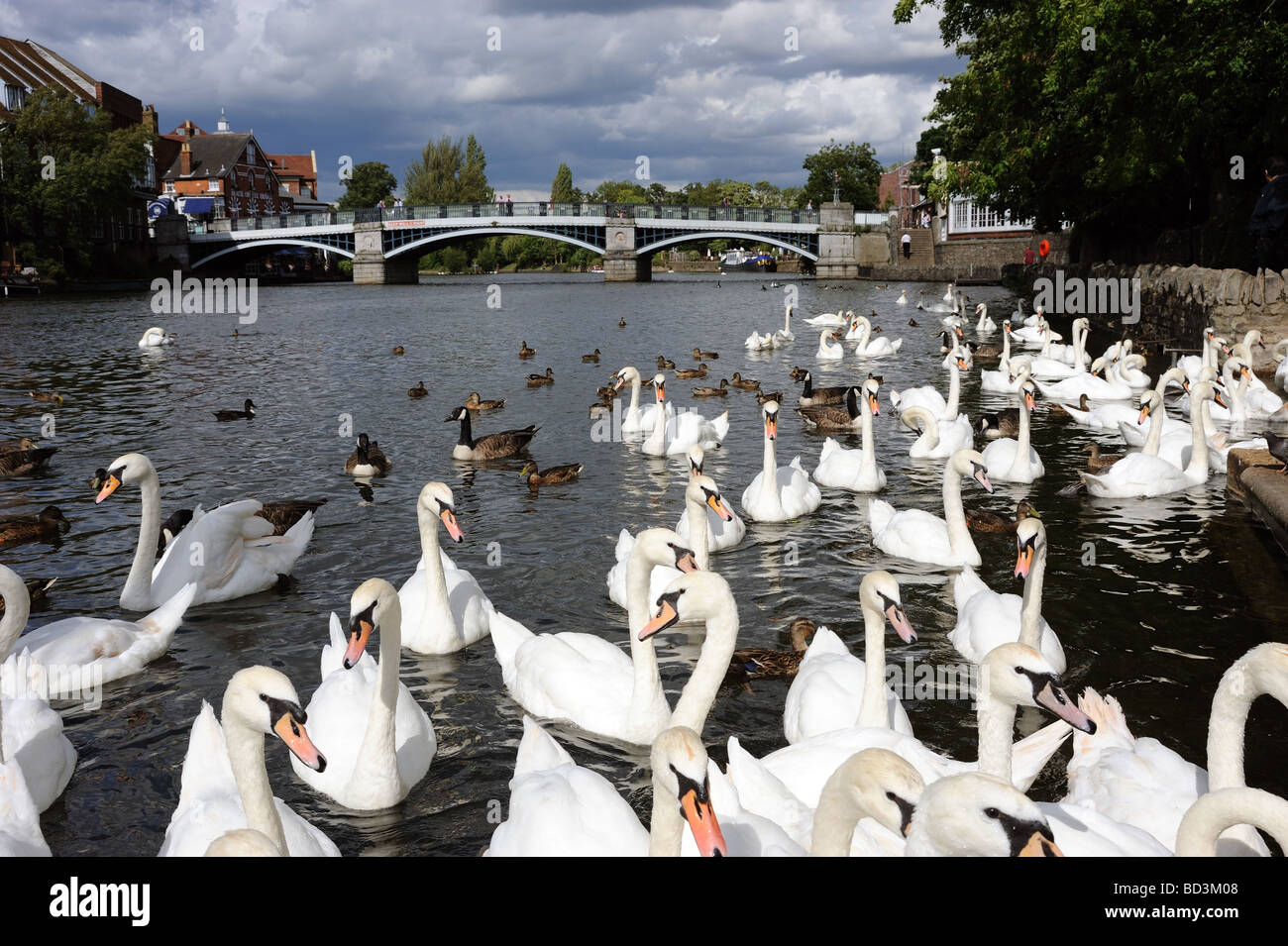 White swans feeding on the River Thames at Windsor Berkshire Stock Photo