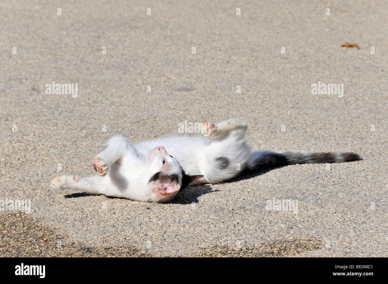 Little Greek cat suffering from a disease at the eyes Stock Photo