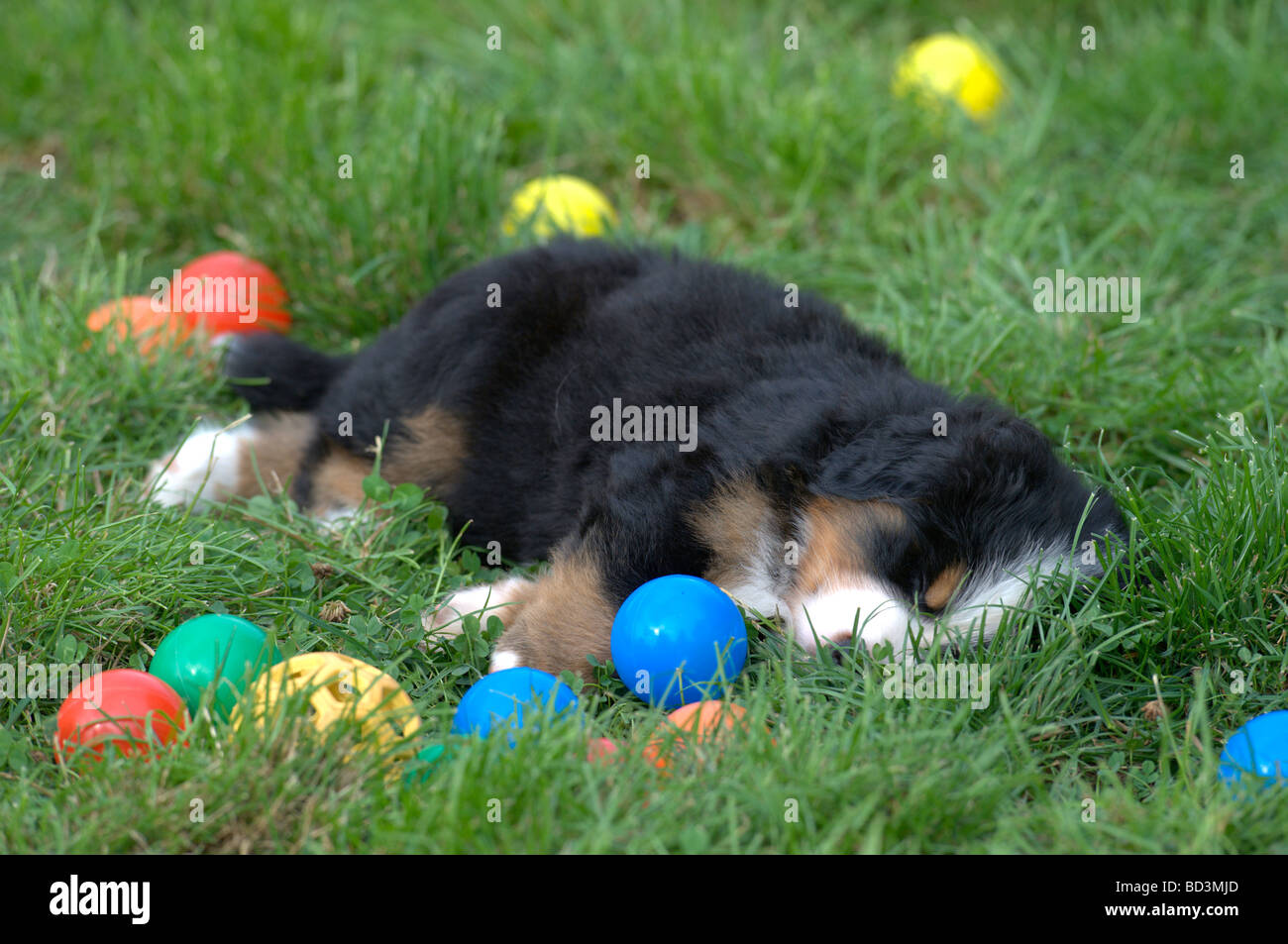 Bernese Mountain Dog (Canis lupus familiaris), puppy fallen asleep among its toys Stock Photo