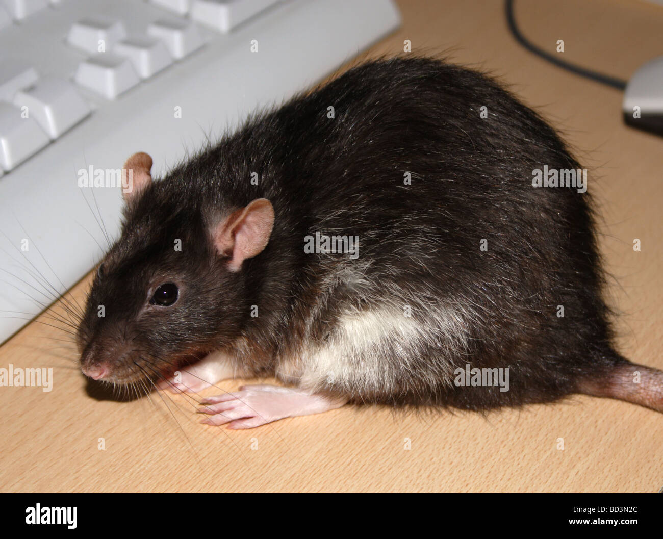 Female Berkshire Rat (rattus norvegicus) on Desk Stock Photo - Alamy