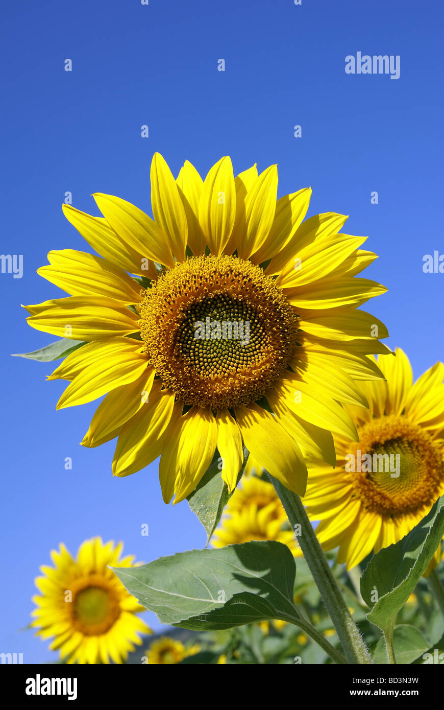 Sunflowers hi-res stock photography and images - Alamy