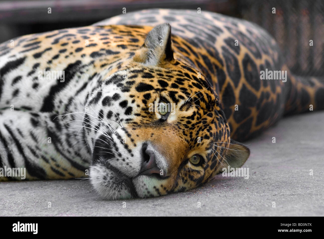 Lolling leopard Stock Photo