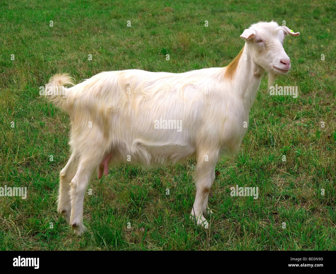 Goat Stock Photo