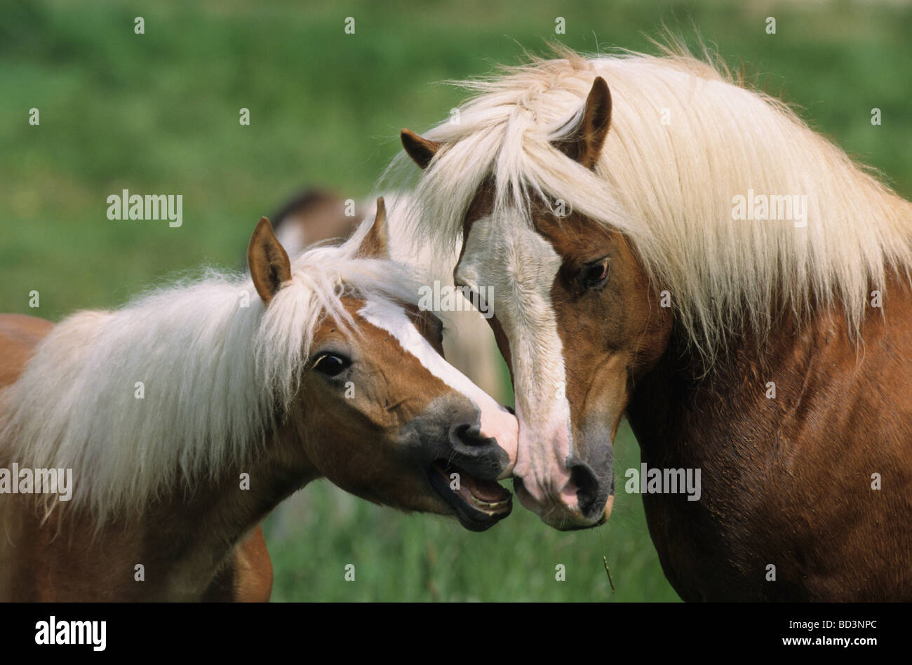 Haflinger Horse (Equus caballus), two stallions interacting Stock Photo