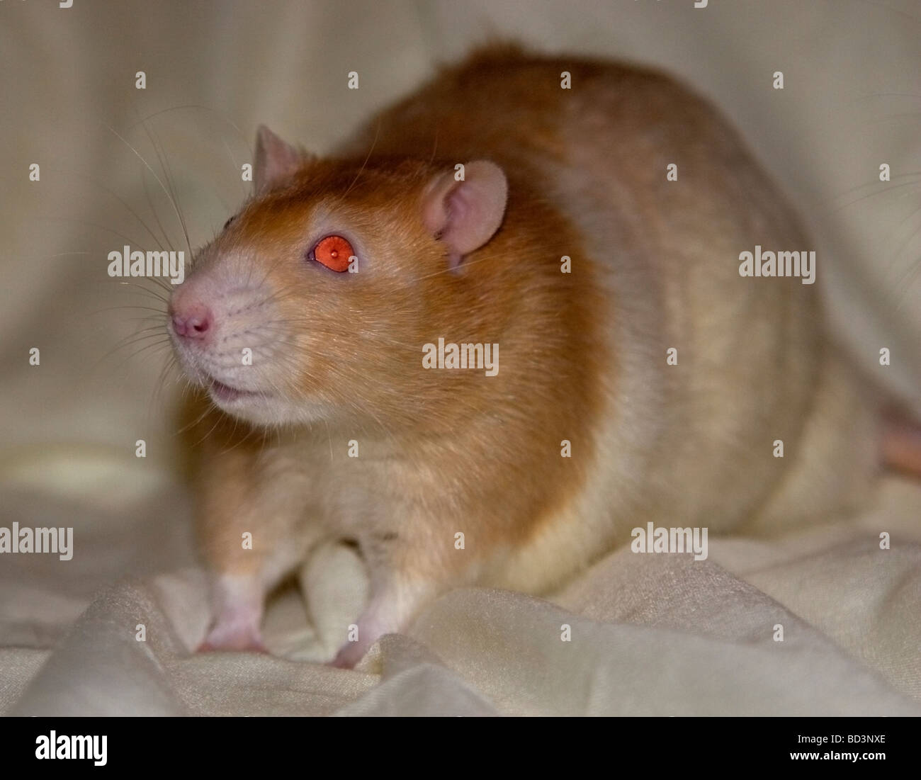 Hooded rat hi res stock photography and images Alamy