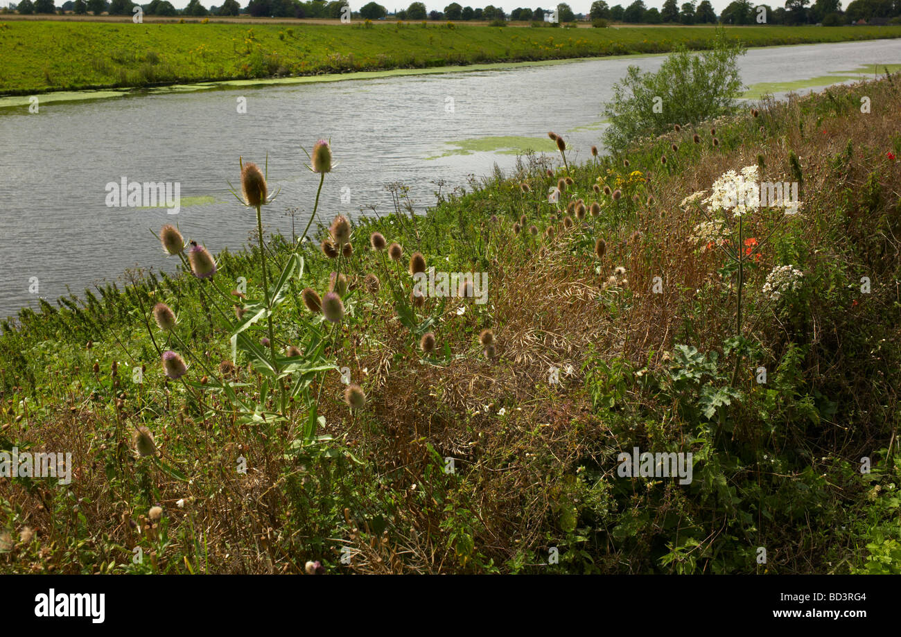 Lincolnshire Landscape  , the Bank of the River Witham with Wild Teasels Stock Photo