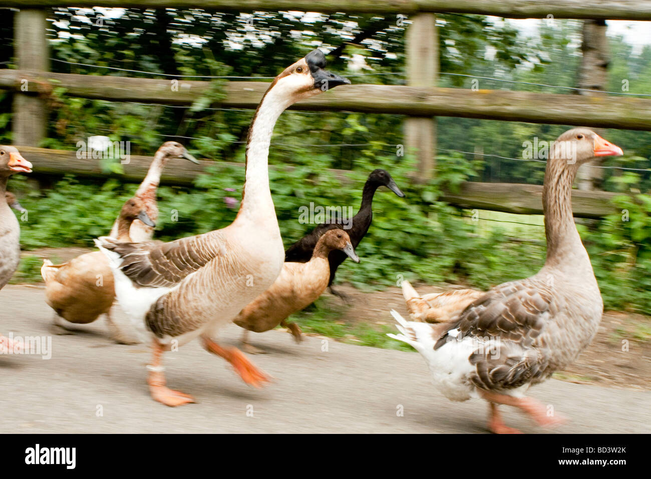 Morning Geese and Duck run at Muchute Park & Farm, Isle of Dogs as they rush from their overnight farmyard precinct to duck pond Stock Photo