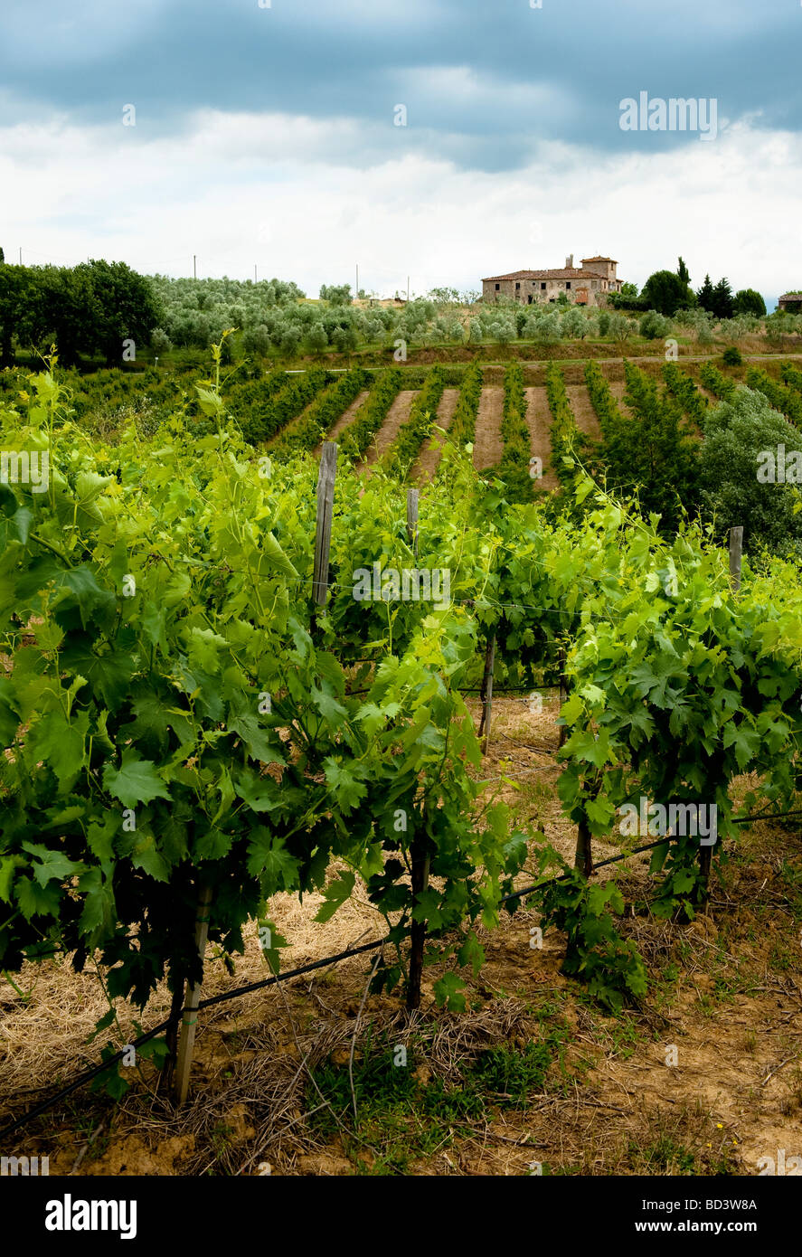Vineyard, Figline Valdarno, Chianti, Tuscany, Italy Stock Photo