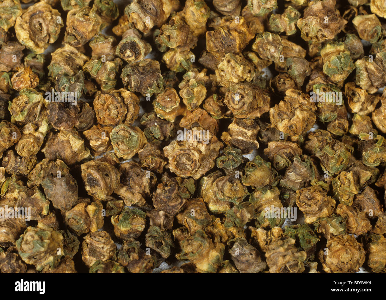 Sugar Beet Seed High Resolution Stock Photography and Images Alamy