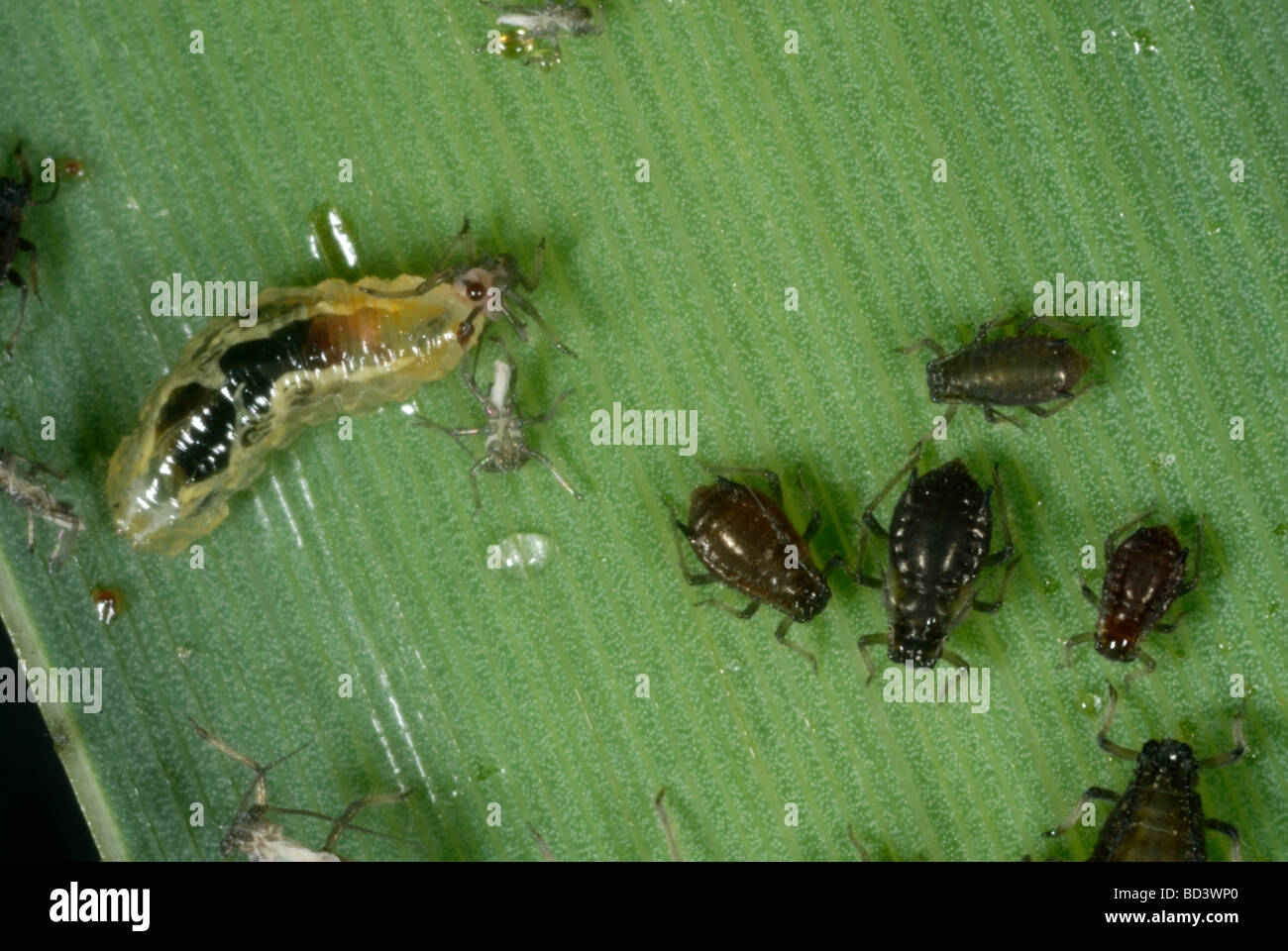 Hover fly larva on a reedmace leaf with waterlily aphids Rhopalosiphum nymphaeae Stock Photo