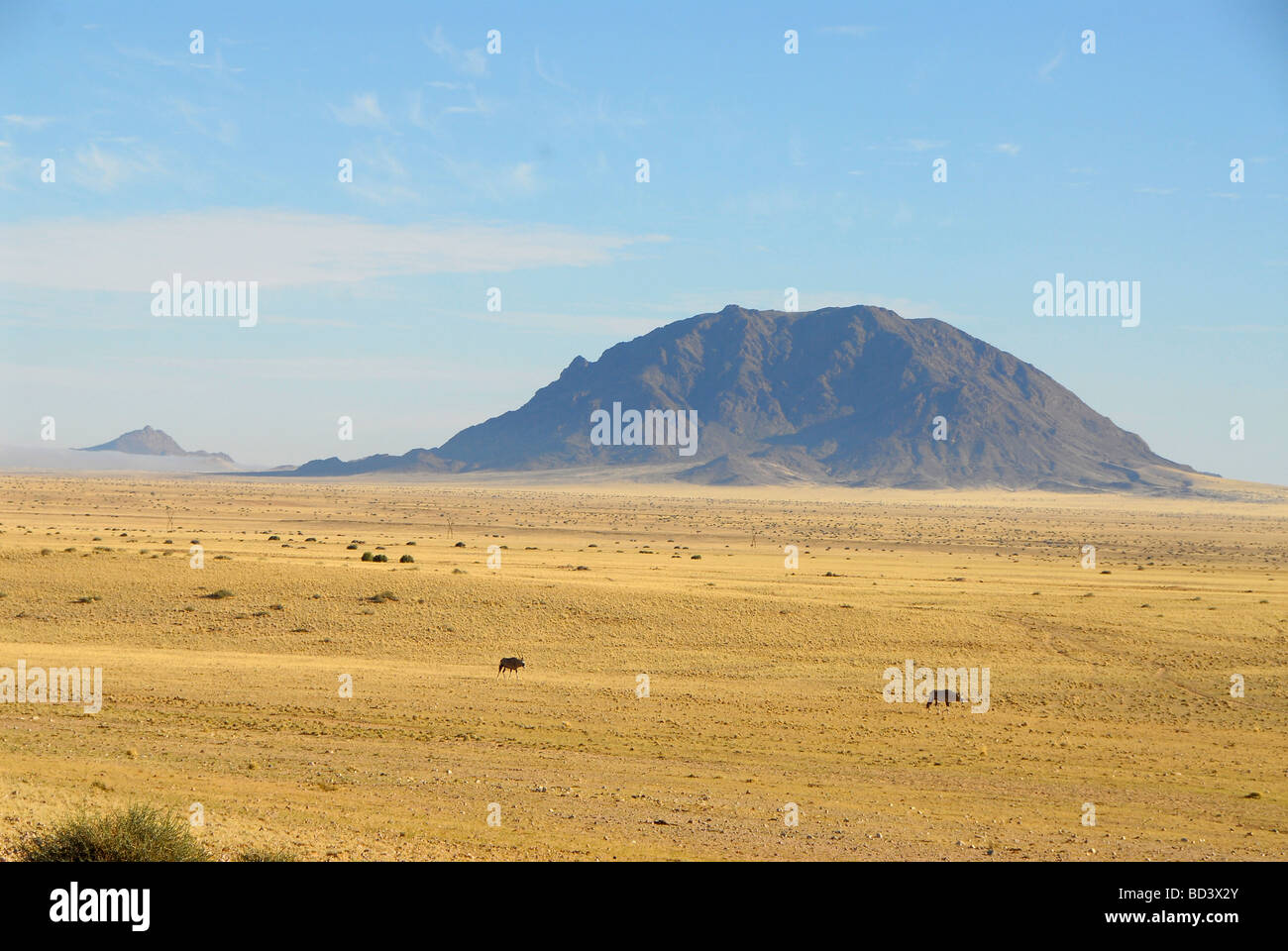 Namib Desert after rains. Two gemsbuck Oryx gazella in foreground, with Dikke Willem mountain named after Kaiser Wilhelm in WW1 Stock Photo