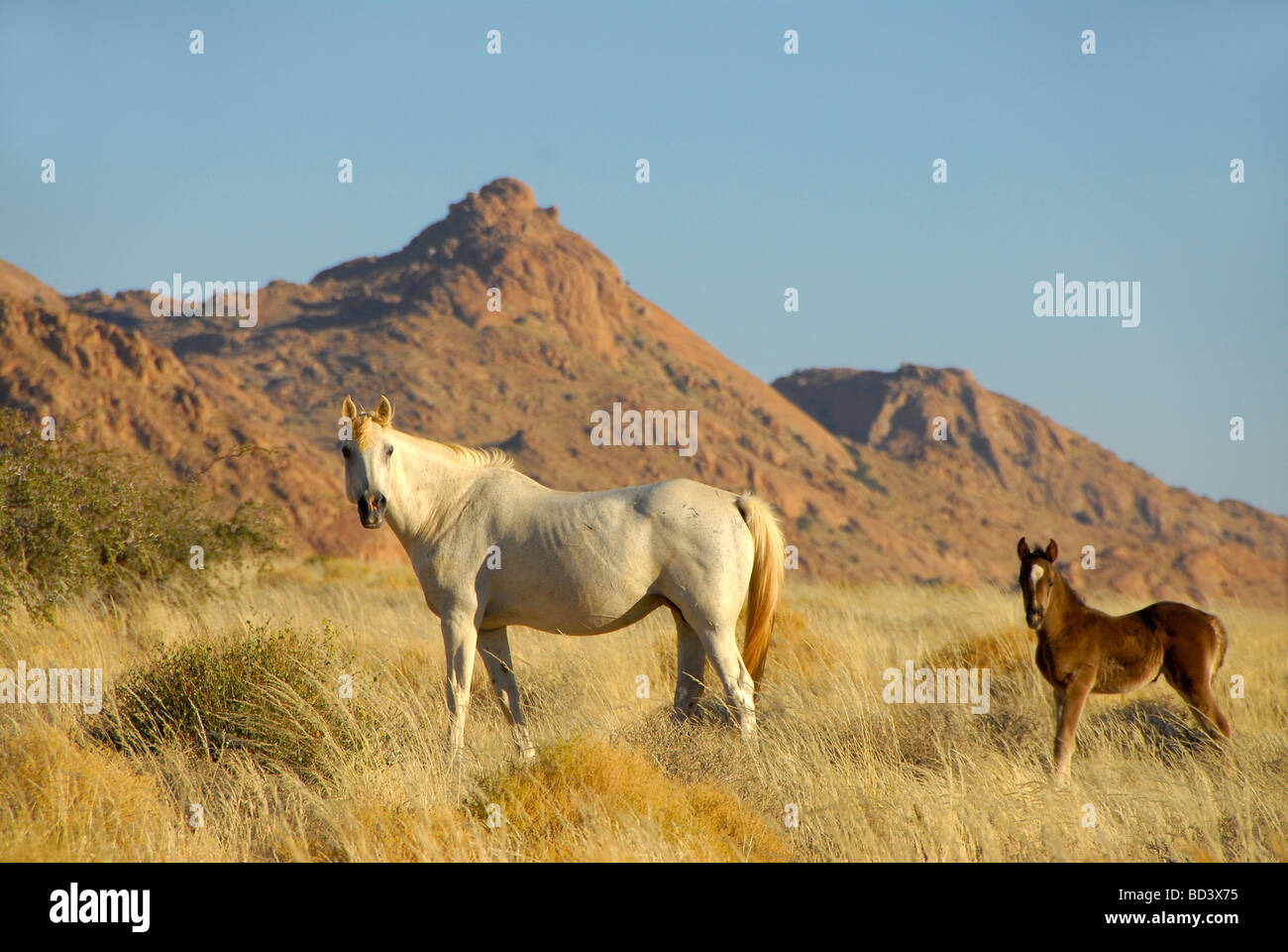 Wild Arabian Horses In The Desert