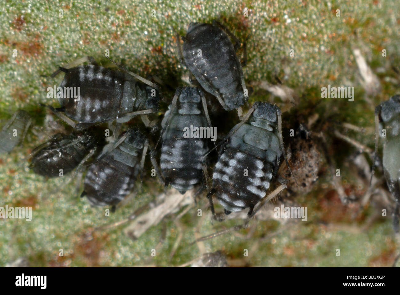 Black bean aphid broad bean hi-res stock photography and images - Alamy