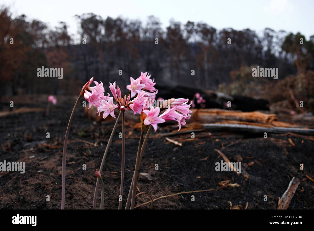 Pink Lillies in burnt landscape from the Victorian Black Saturday bush fires in Australia Steels Creek Feb 2009 Stock Photo