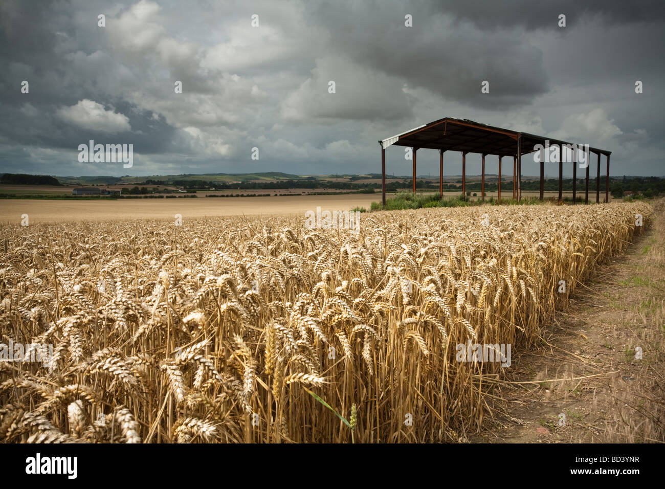 Wheat field overlooking the Thames Valley between Ipsden and North Stoke in Oxfordshire Uk Stock Photo