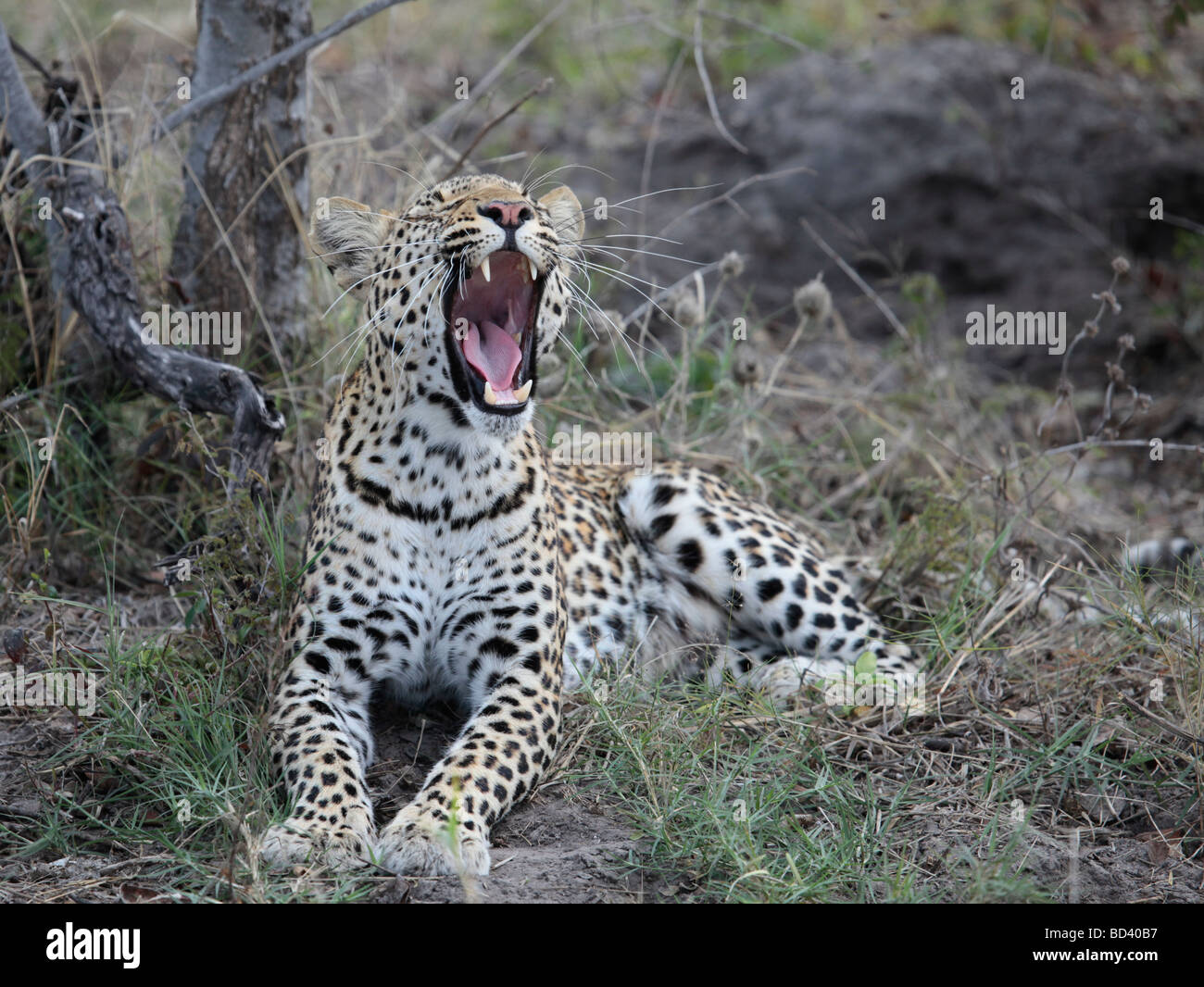 Female Leopard yawning, showing its 'fangs' (canines). Photographed in the Savute/Savuti area of Chobe National Park, Botswana Stock Photo