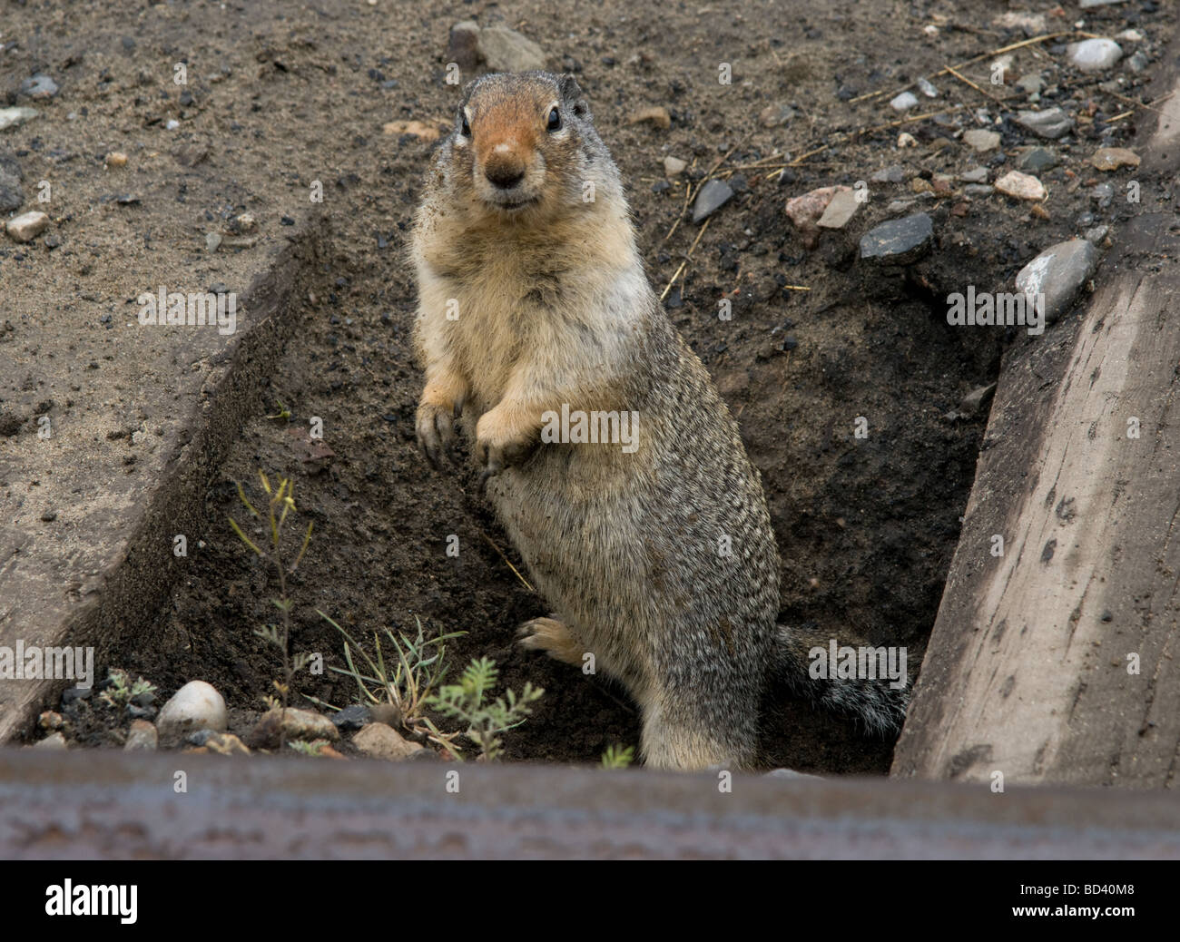 Dig burrow hires stock photography and images Alamy