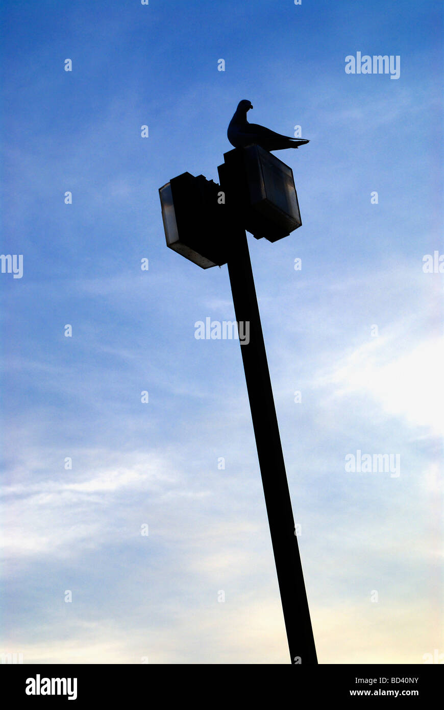 seagull silhouetted against blue sky Stock Photo