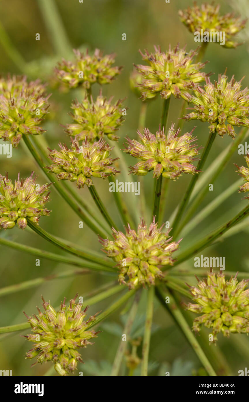 Seedpods of Hemlock Water-dropwort, Oenanthe crocata, wildflower in wetland meadow, Scotland Stock Photo