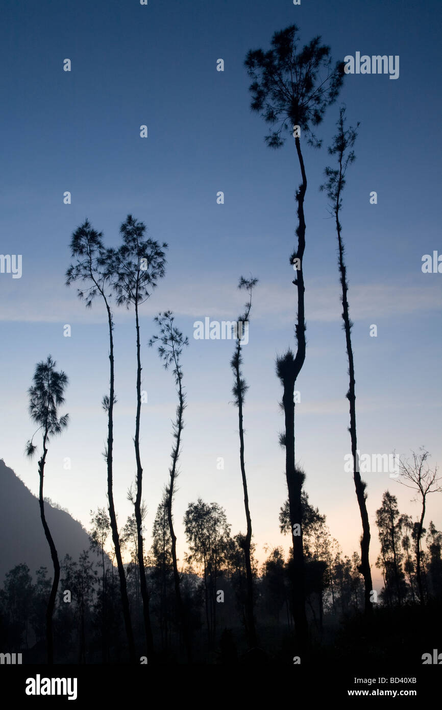 Tall trees in Java, Indonesia Stock Photo Alamy