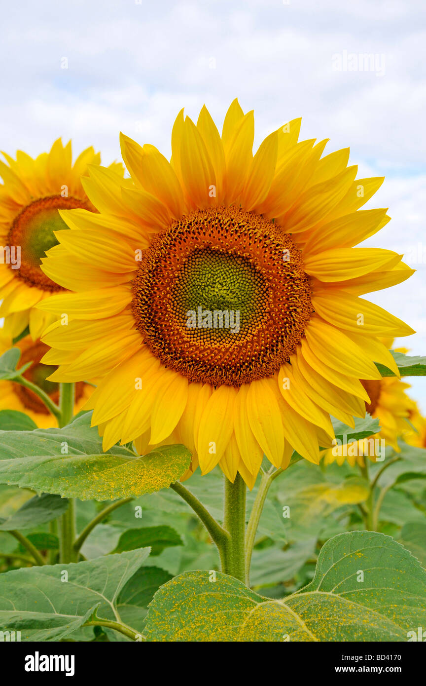 Sunflower fields in France Stock Photo
