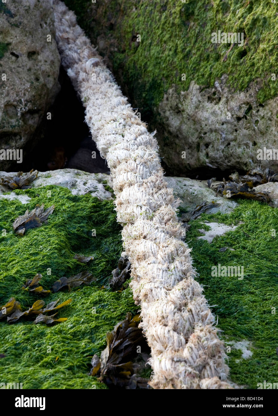 Old rope laying across seaweed covered rocks in Christchurch Harbour ...