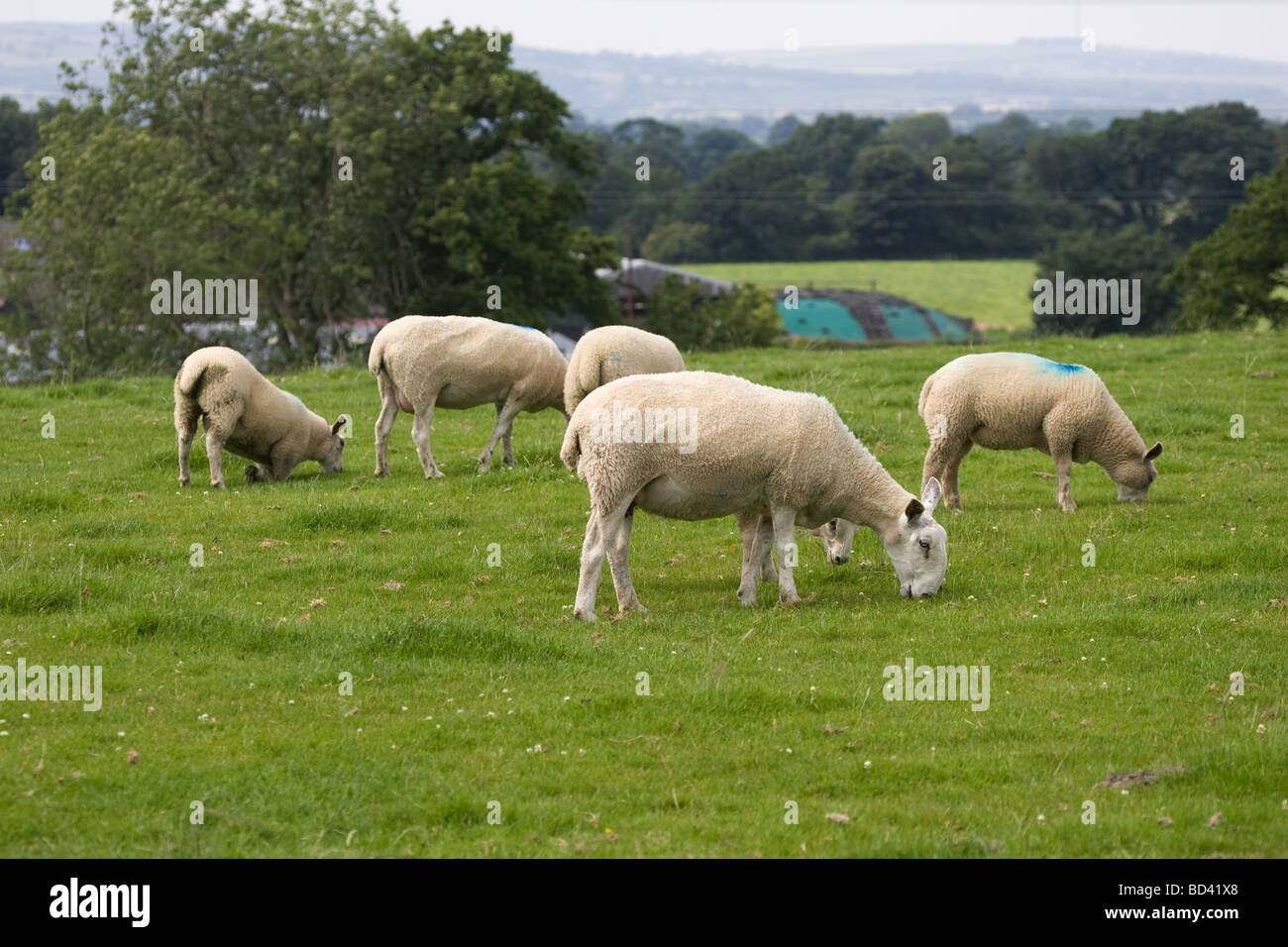 Ewe s Lambs out on grassland Stock Photo