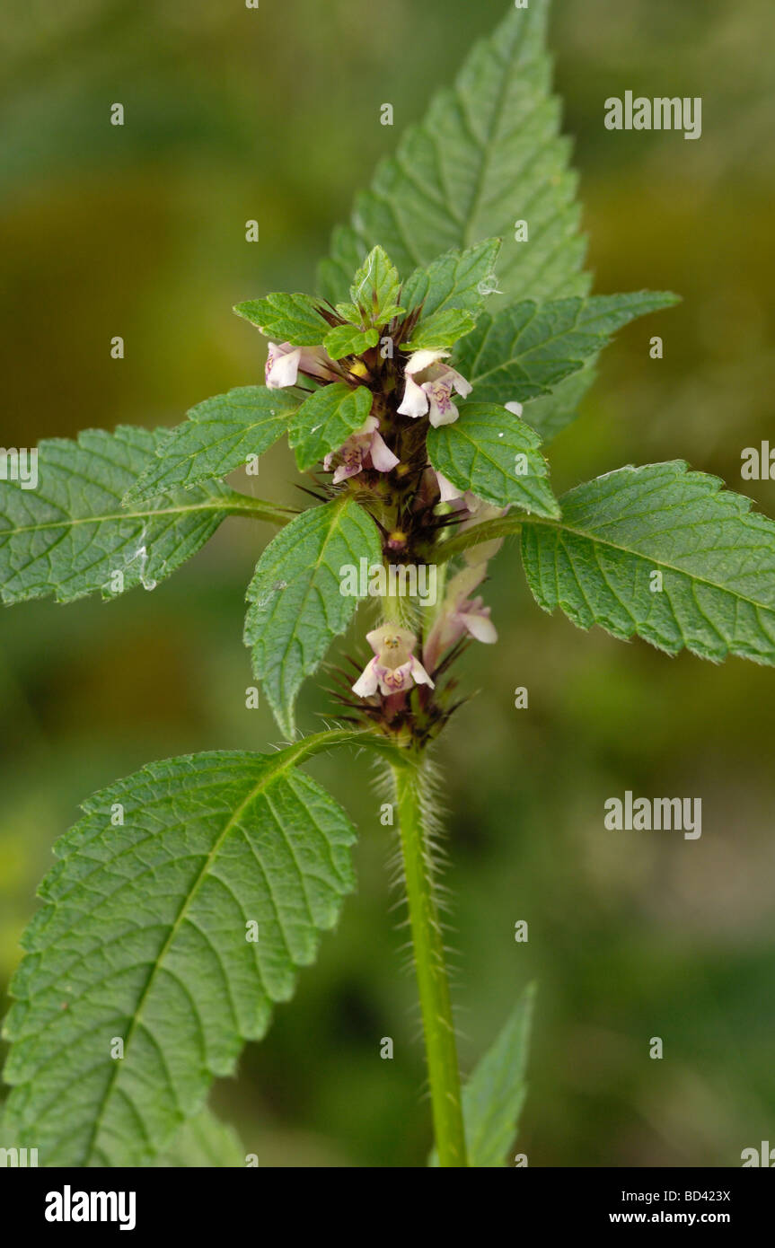Common Galeopsis tetrahit, wildflower in hedgerow