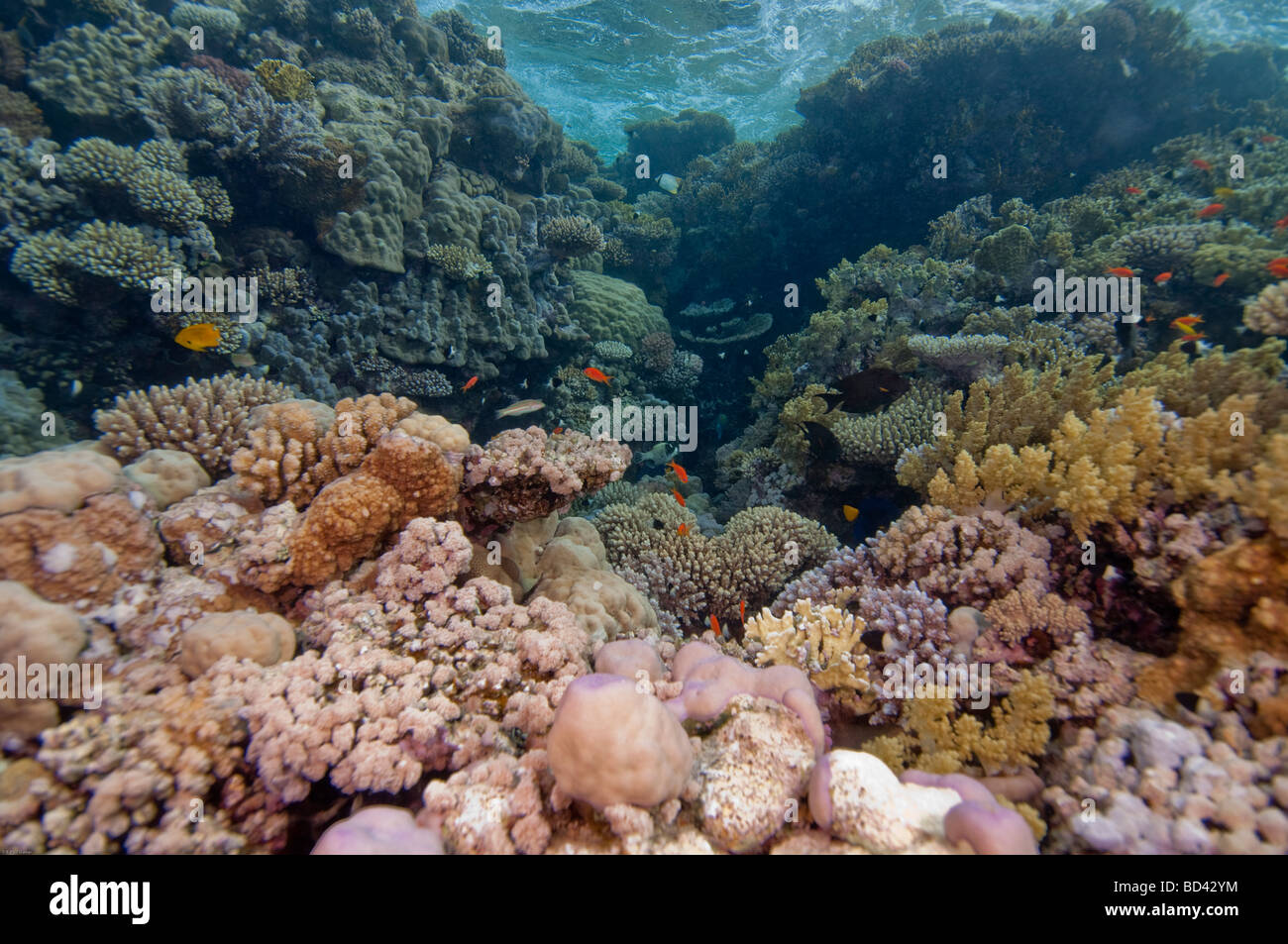 One of the many underwater views in the Red Sea near Sharm El Sheilk ...