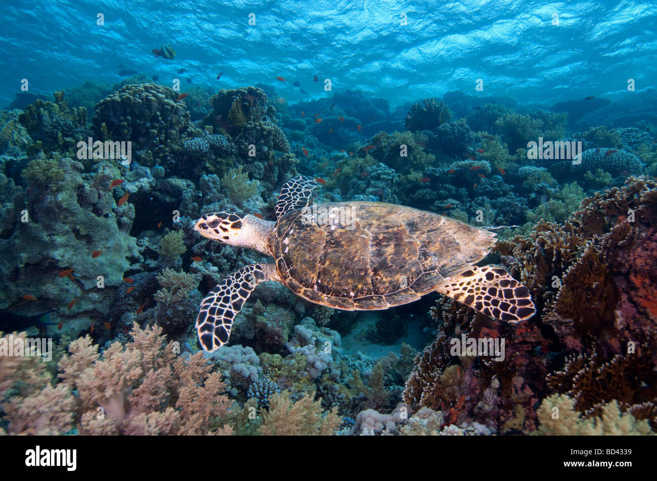 A Hawksbill turtle glides over the coral reef. Stock Photo