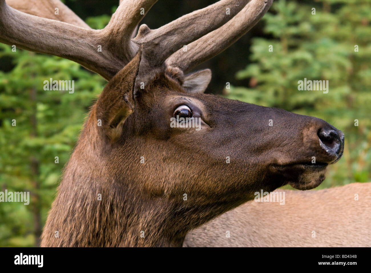 Male Elk on alert at the side of the road in Banff National Park Stock