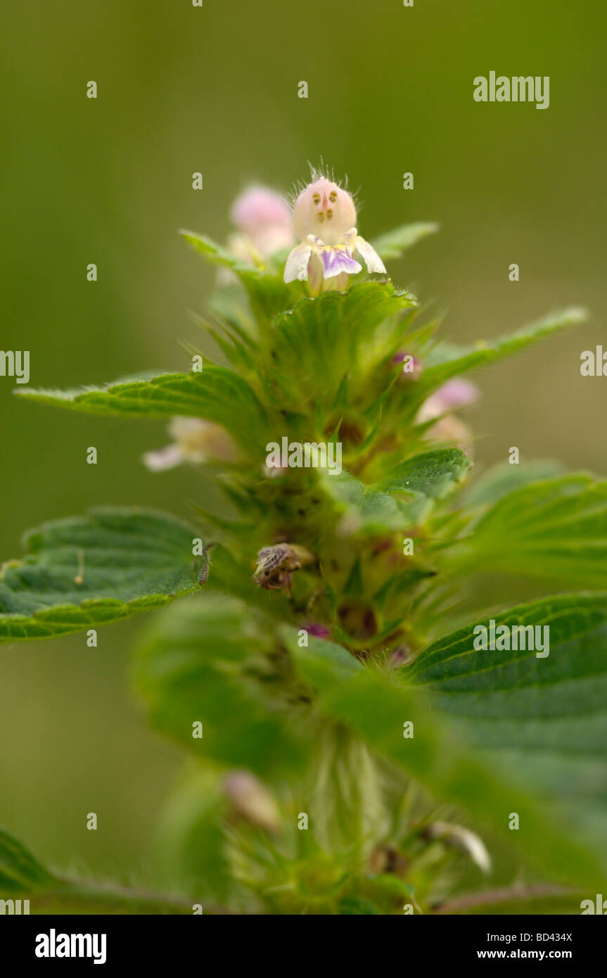 Bifid Hemp-nettle, Galeopsis bifida, wildflower in wetland meadow, Scotland Stock Photo