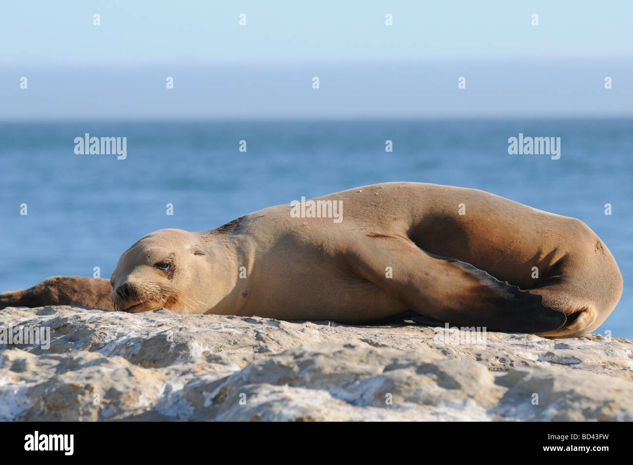 Young California Sea Lion resting on rocks Santa Cruz California Stock Photo