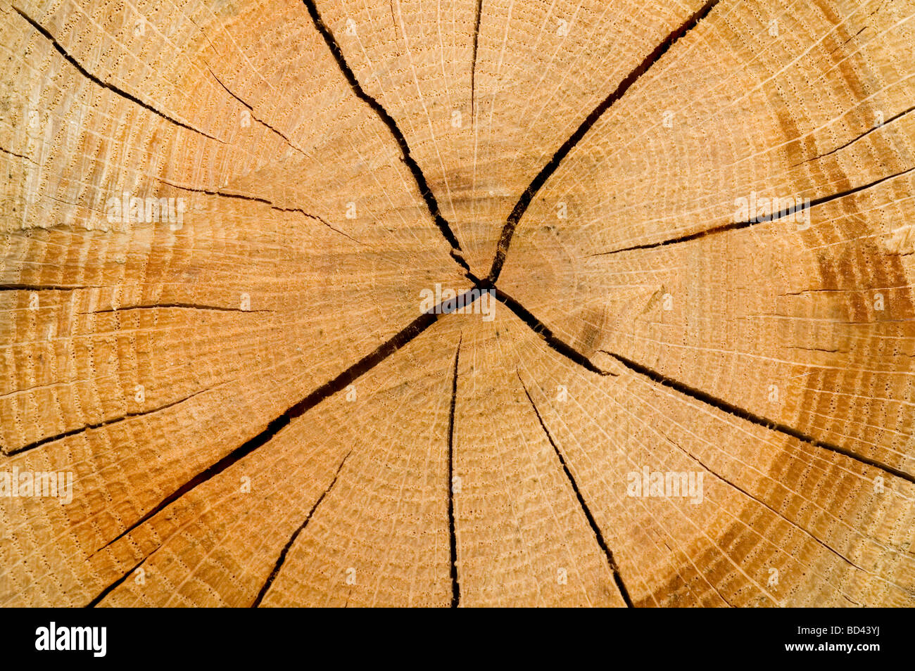 Cut Log, Woodgrain background texture Stock Photo