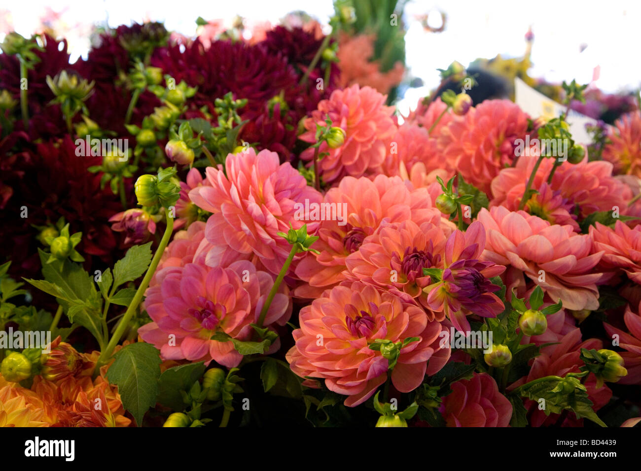 Flower farmers bouquets dahlias hi-res stock photography and images - Alamy