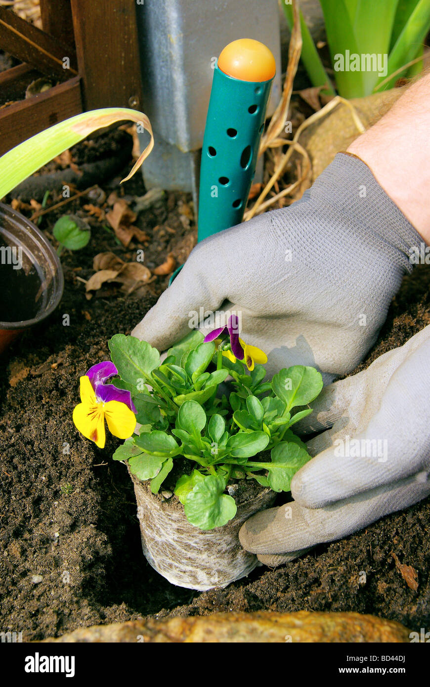 Einpflanzen Stiefmütterchen planting pansy 03 Stock Photo