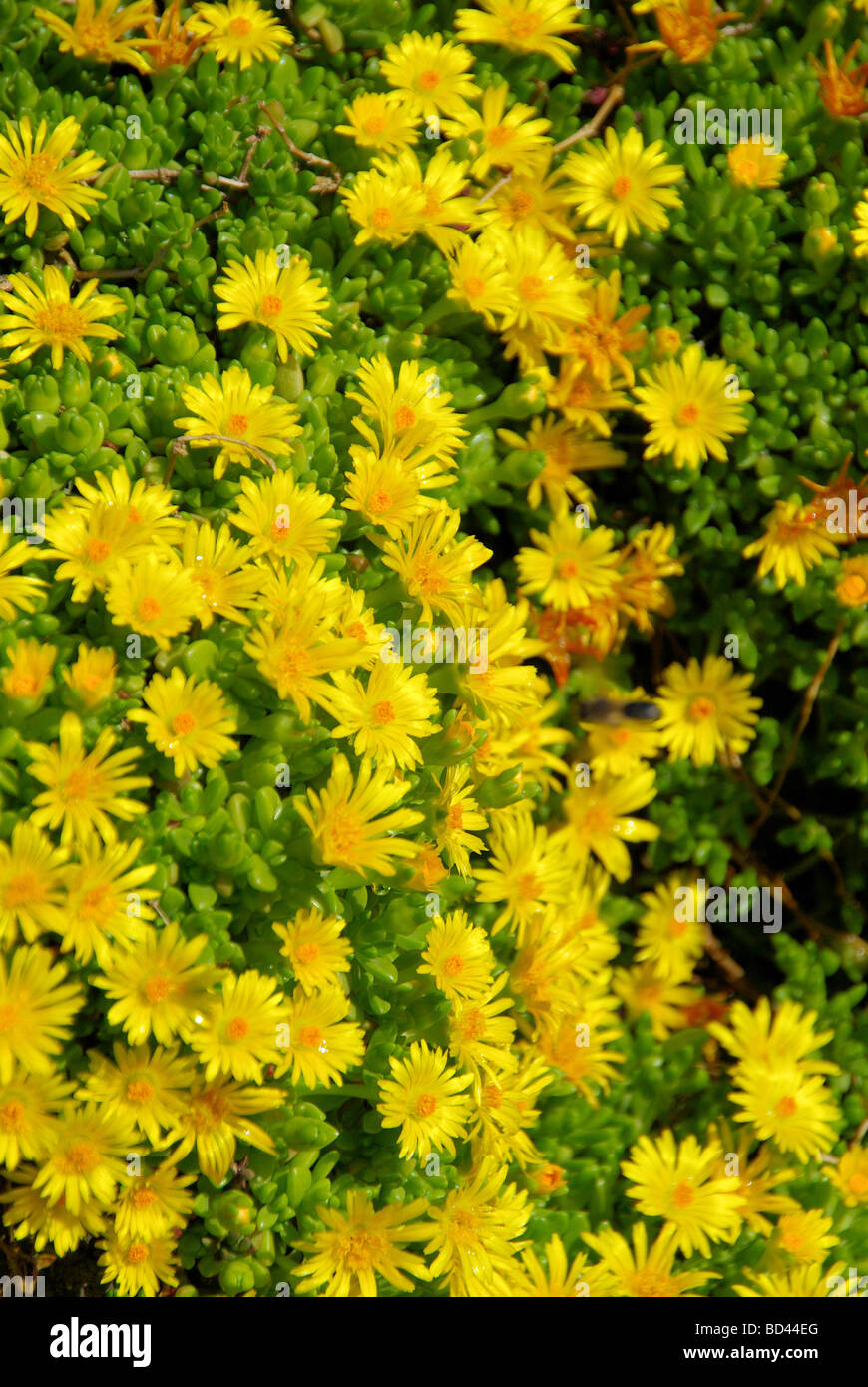 Mittagsblume Gelb Delosperma yellow 01 Stock Photo