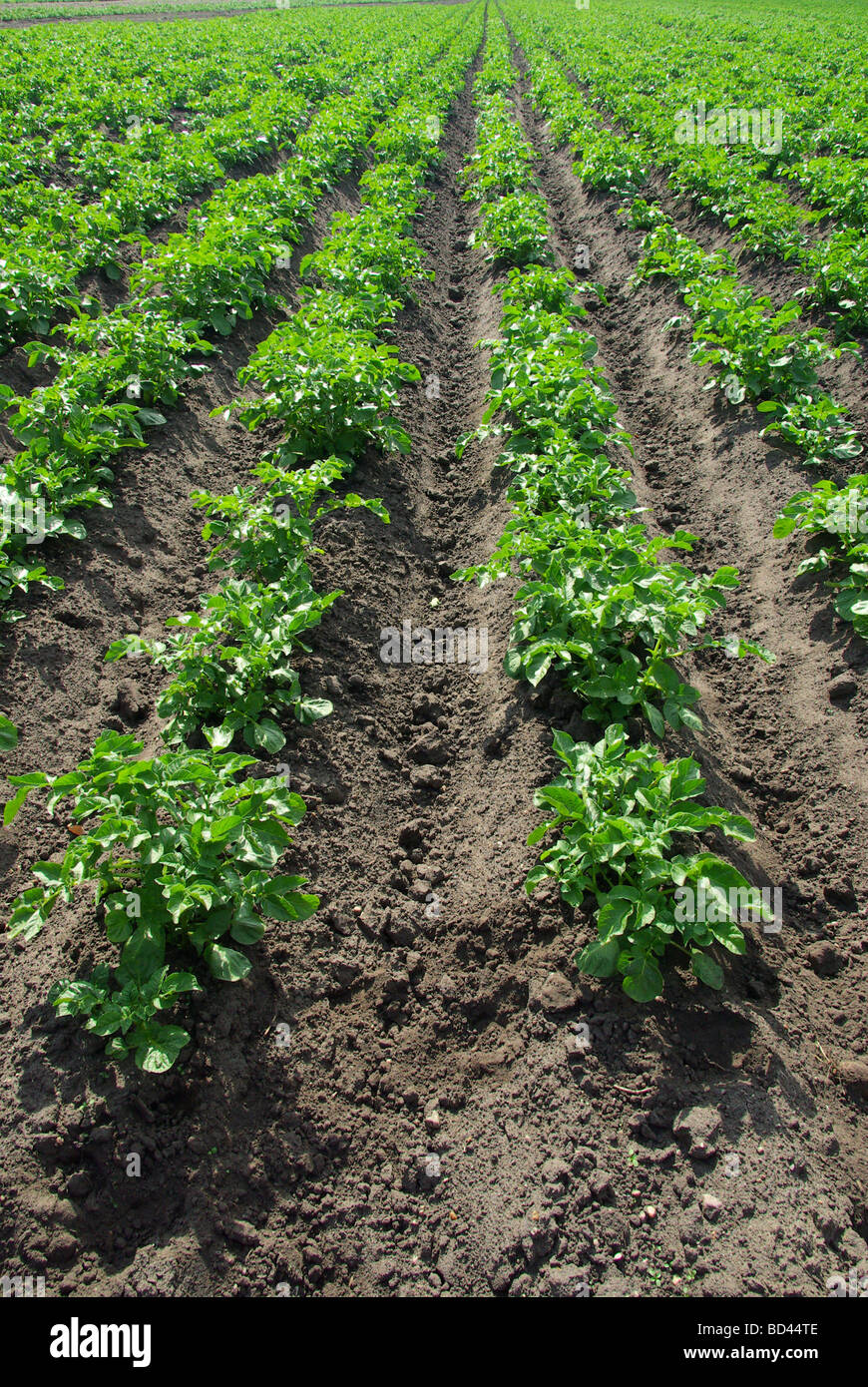 Kartoffelpflanze potato plant 13 Stock Photo Alamy